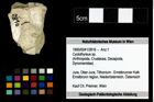 Foto (Objekt + Etiketten) von Cyclothyreus sp. 